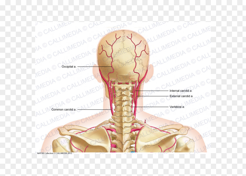 Occipital Vein Common Carotid Artery External Posterior Triangle Of The Neck Dorsal Scapular PNG