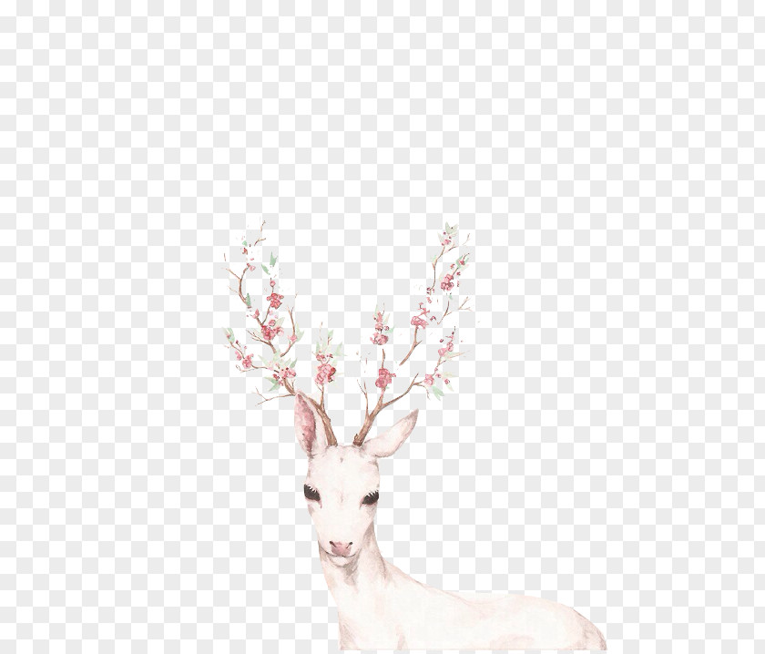 White Tailed Deer Reindeer Antler Drawing PNG