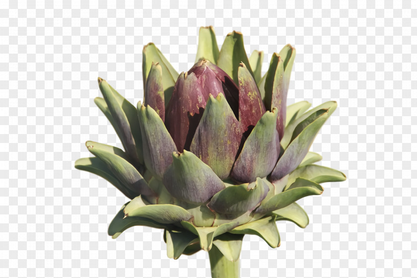 Artichoke Cut Flowers Bud Flowerpot Flower PNG