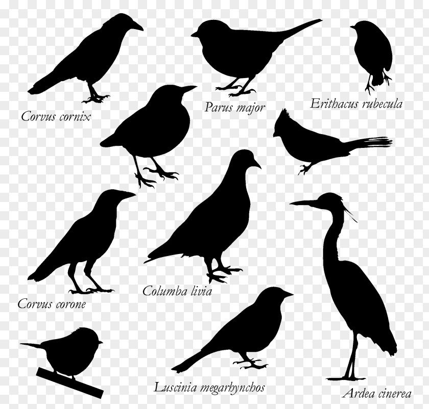 Bird Silhouette Drawing Birds American Crow Graphics Rook PNG