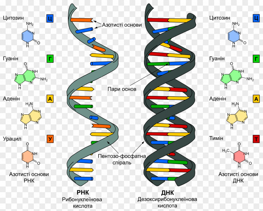 DNA And RNA Nucleic Acid World PNG