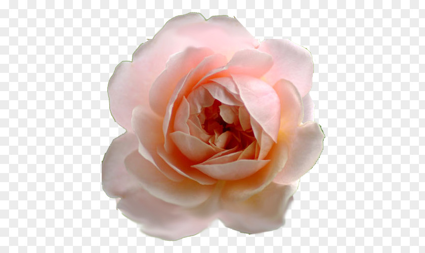 Heinrich Hoffmann Garden Roses Cabbage Rose Floribunda Cut Flowers Petal PNG