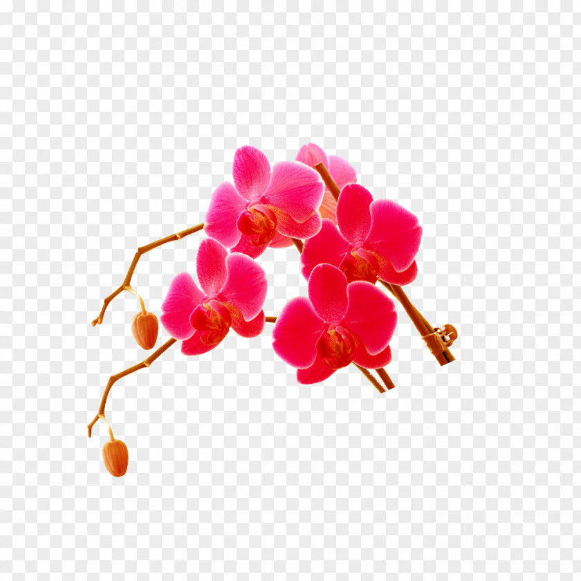 Plum Flower Download Computer File PNG