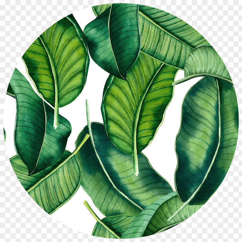 Banana Leaves Leaf Tropics Wall Decal Wallpaper PNG