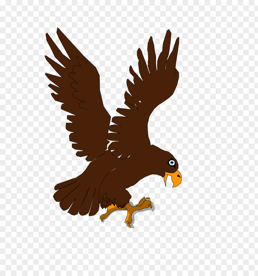 Eagle Bald Clip Art Bird Of Prey PNG