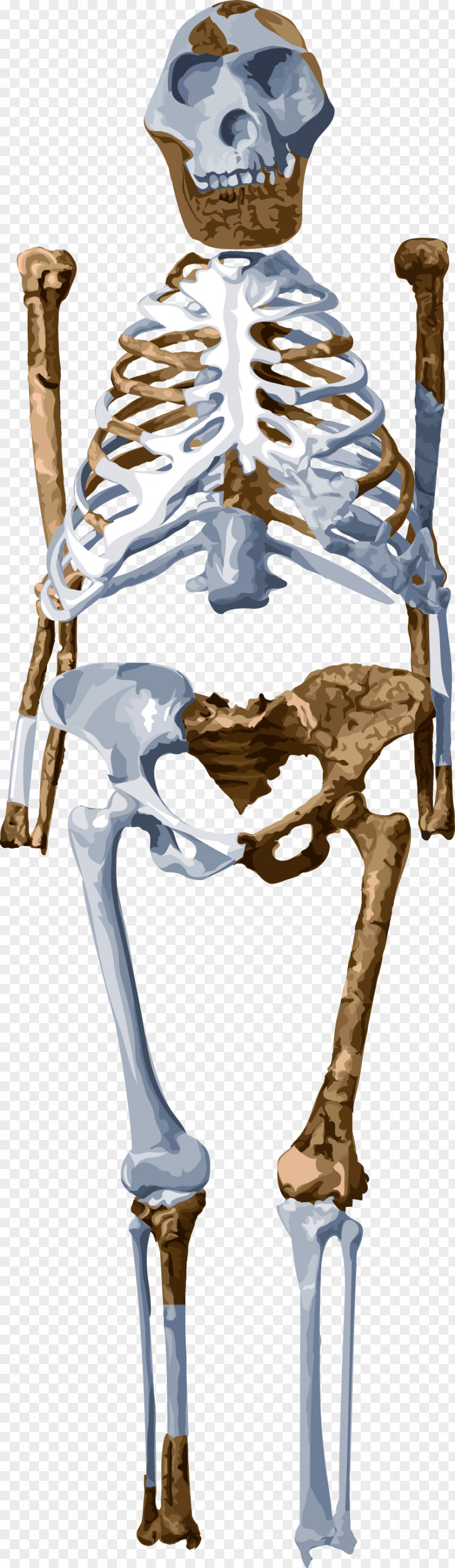 Skeleton Frame Lucy Homo Sapiens Australopithecus Afarensis Fossil PNG