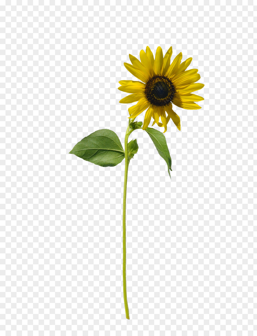 Bey Single Life Common Sunflower Art Seed PNG