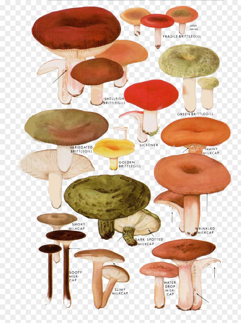 Cartoon Mushroom Fungus Drawing Illustration PNG
