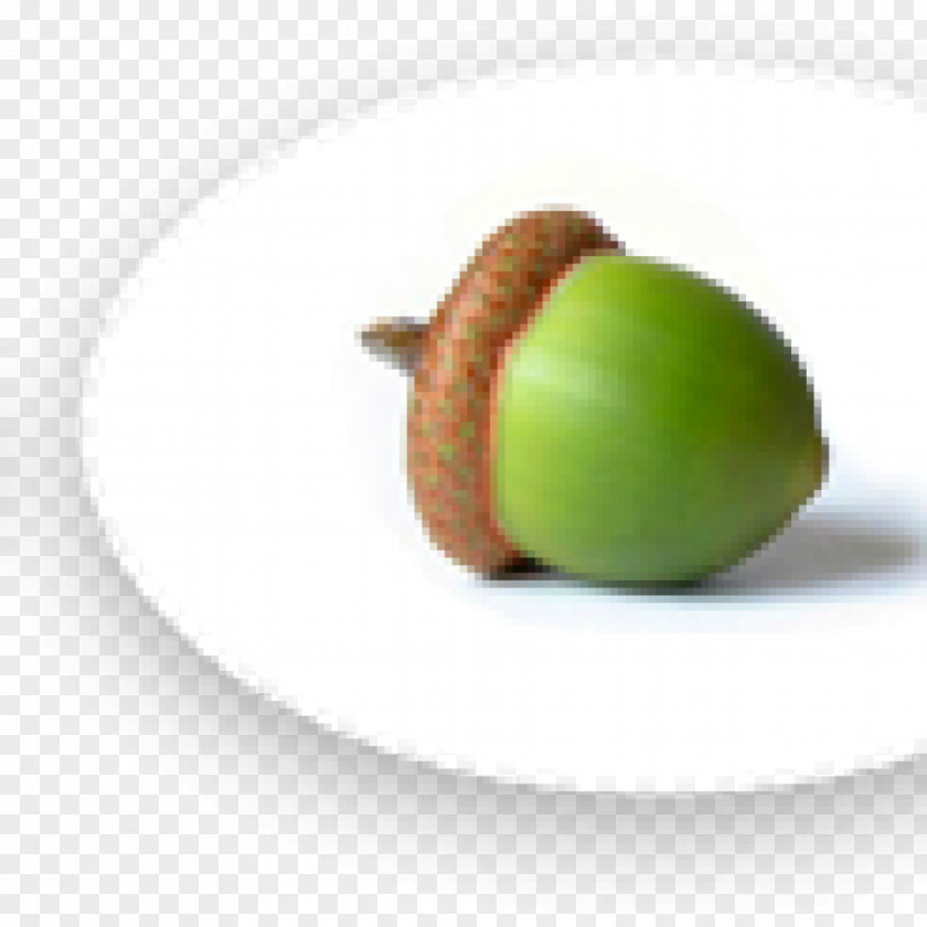 Dry Fruit Acorn Oak Nut PNG
