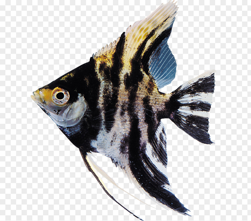 Fish Ornamental Aquarium Clip Art PNG