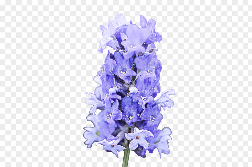 Lavender PNG