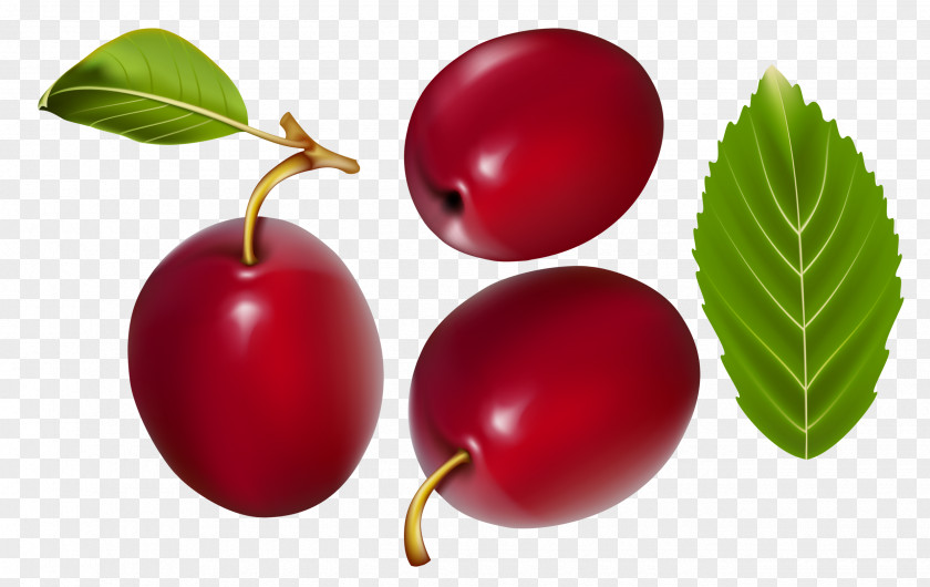 Red Dates Gooseberry Cranberry Jujube Lingonberry PNG