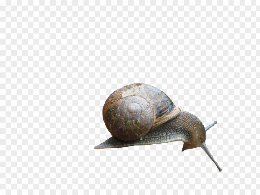 Snails Gastropods Snail Escargot PNG