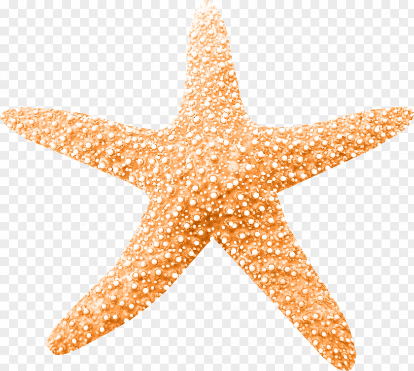 Starfish Clip Art PNG