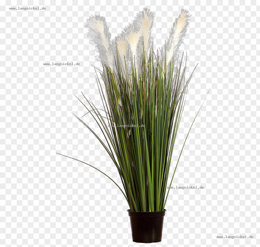 Ornamental Flowers Grasses Pampas Grass White PNG