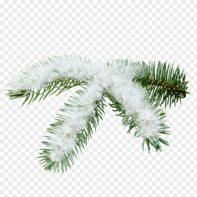 Snow Tree Fir Spruce Pine Clip Art PNG