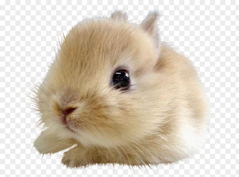 Bunny Rabbit Kitten Cat Dog Lionhead Cuteness PNG