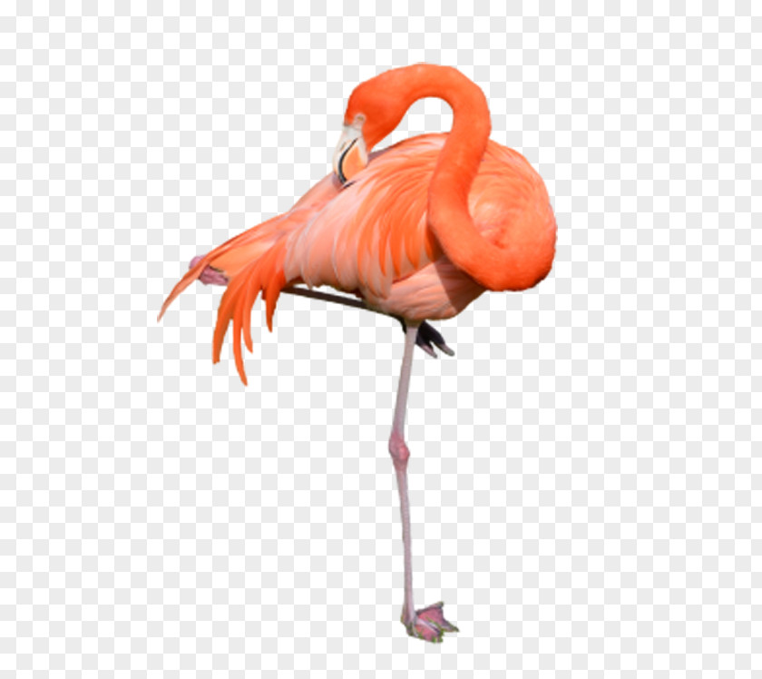 Cleanup Flamingo Feathers Clip Art PNG