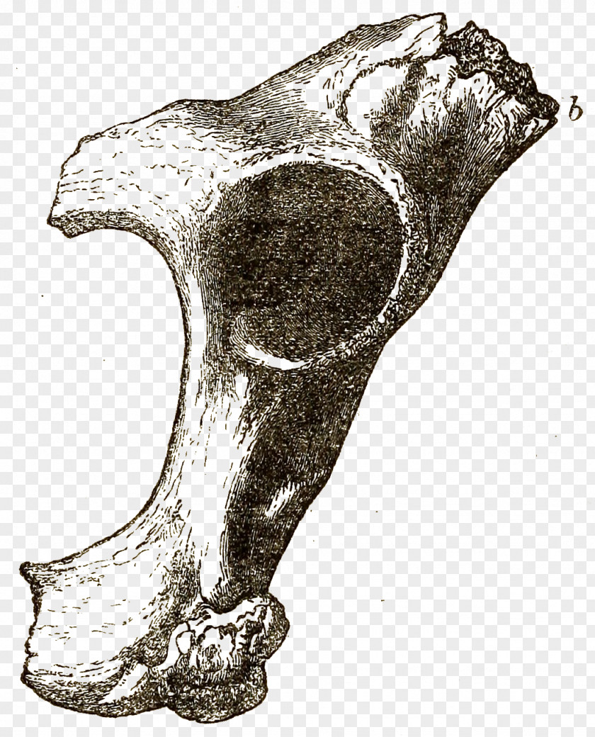Fig Bone Drawing Joint Jaw /m/02csf PNG