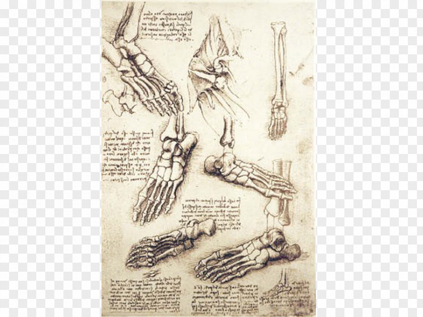 Leonardo Da Vinci Vitruvian Man Foot Anatomy Anatomical Drawings Bone PNG