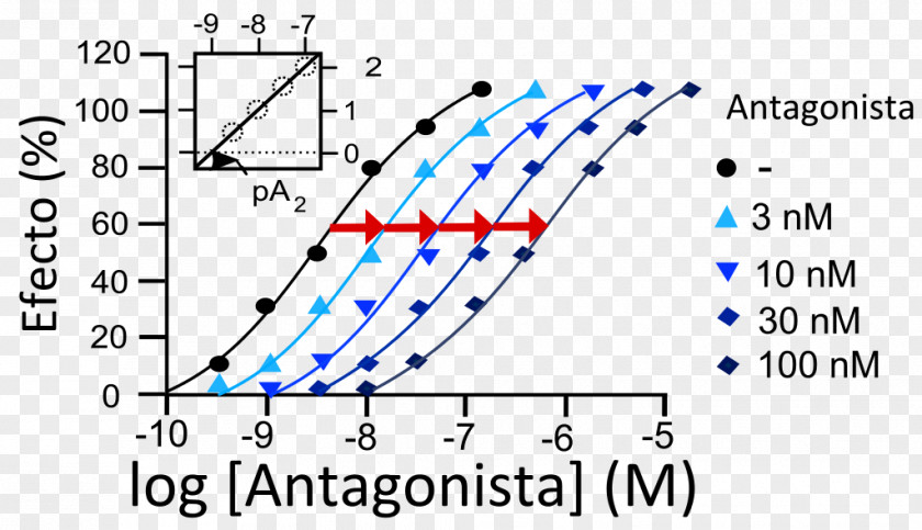 Pharmacodynamics Drug Interaction Receptor Antagonist Pharmacon PNG