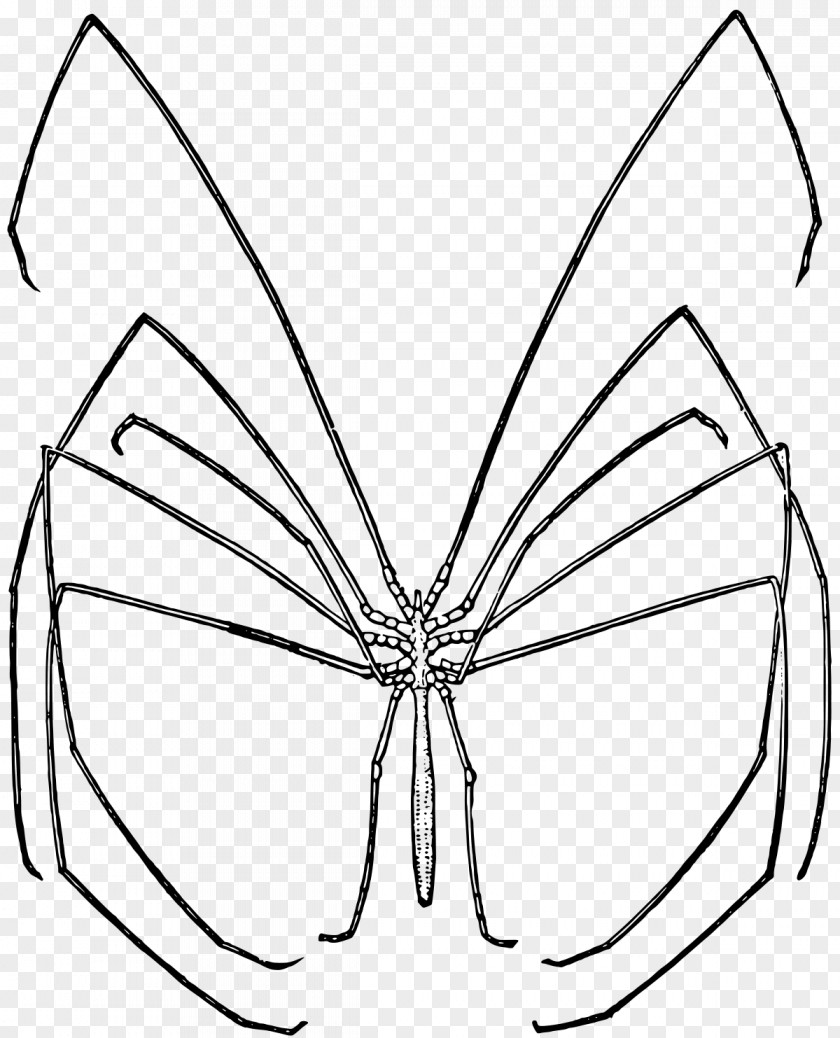 Spider Colossendeis Colossendeidae Arthropod Clip Art PNG