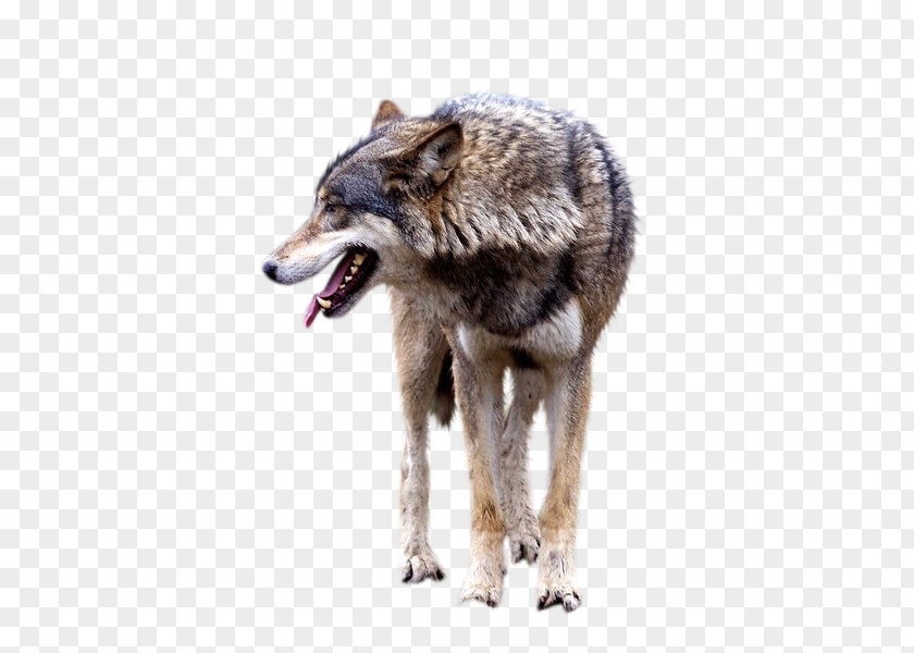 Wolf Beast Image Clip Art Animal PNG
