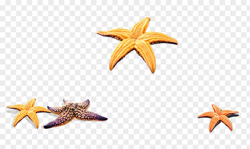 Beach Starfish Decoration Pattern PNG