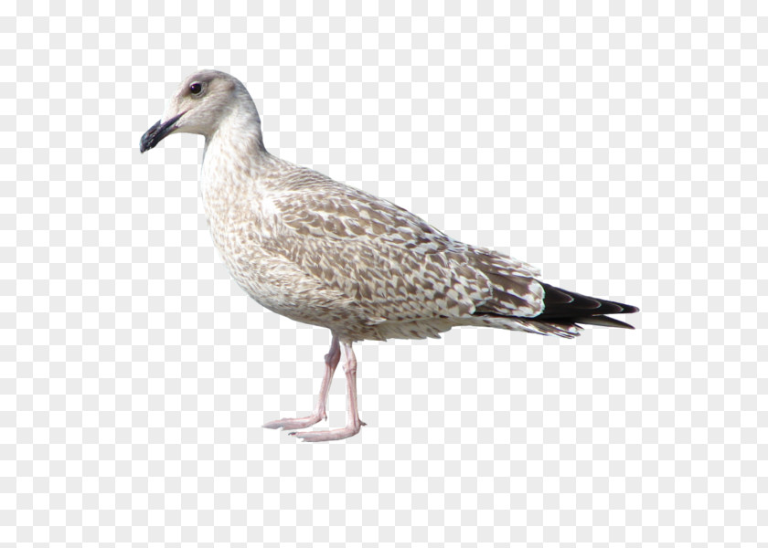 Bird European Herring Gull Gulls Great Black-backed PNG