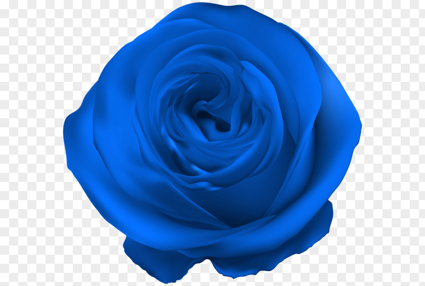 Blue Rose Garden Roses Flower PNG
