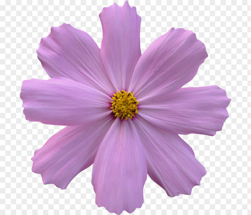 Flower Garden Cosmos PNG