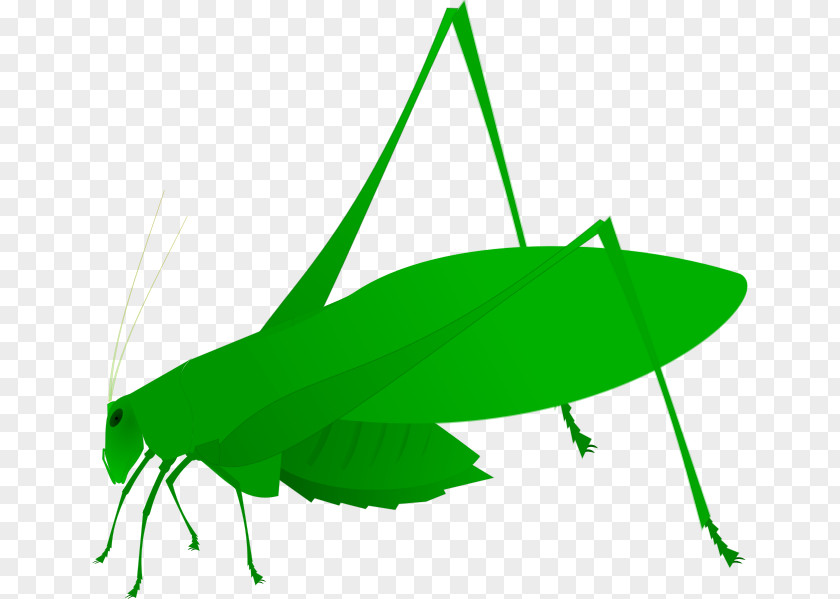 Green Oval Grasshopper Insect Clip Art Amblycorypha Oblongifolia Bush Crickets PNG