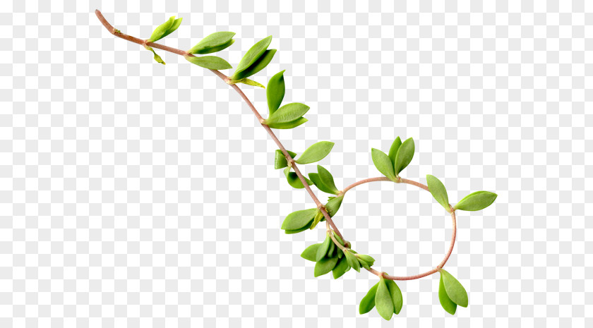 Leaf Twig Plant Stem PNG