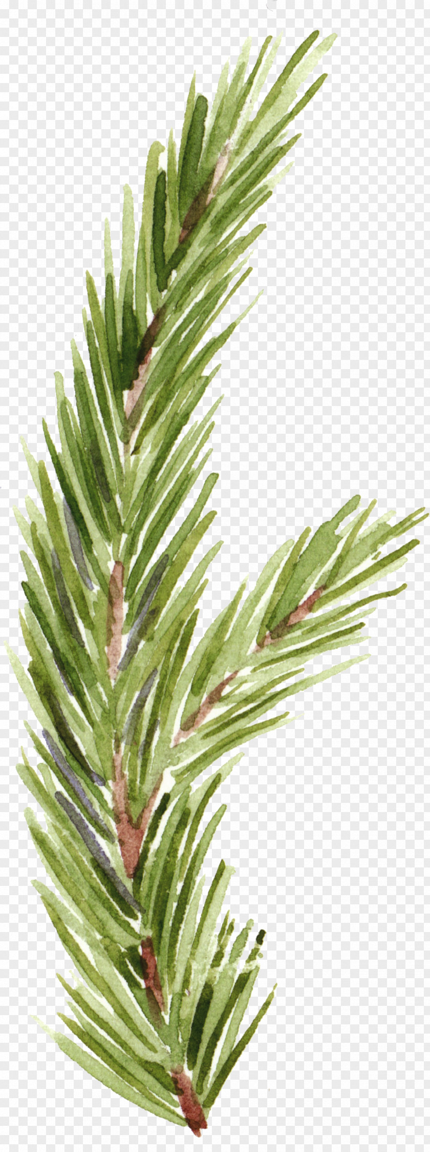 Pine Tree Hand-painted Cartoon Material Free To Pull PNG tree hand-painted cartoon material free to pull clipart PNG