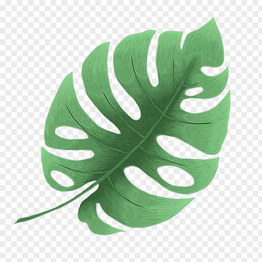 Alismatales Vascular Plant Green Leaf Background PNG