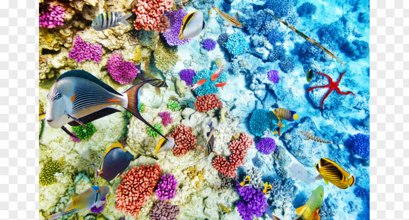 Coral Reef Life Fish Ocean PNG