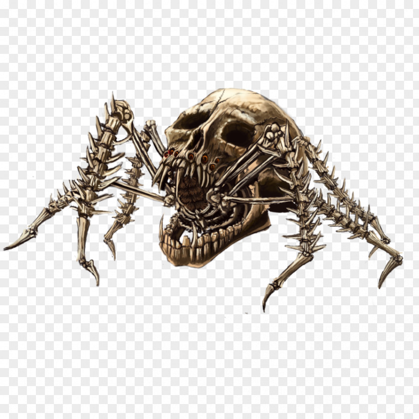 Cranial Skeleton Spider Web Skull Drawing Widow Spiders PNG