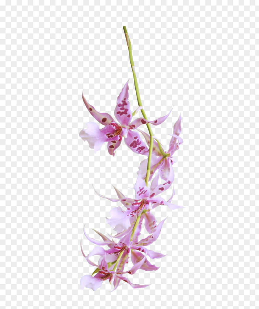 Flower Dendrobium Orchids Floral Design Petal PNG