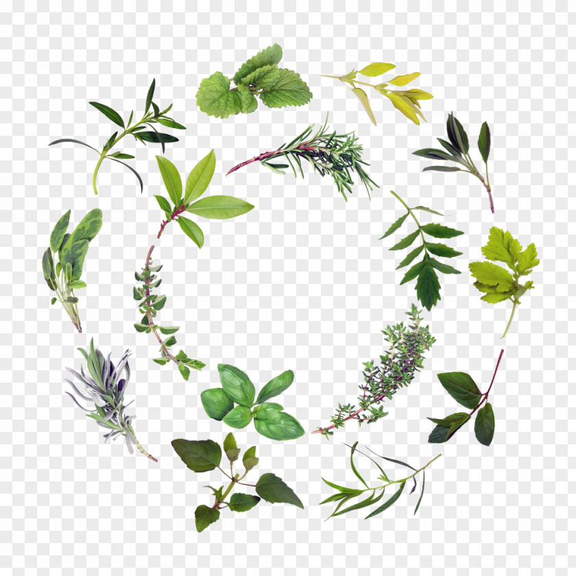 Green Herbs PNG