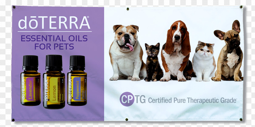 Oil Pet Dog Cat Insurance Veterinarian PNG