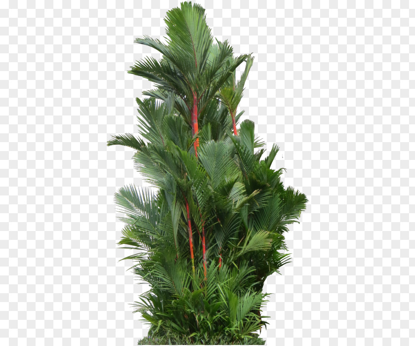 Sensitive Plant Palm Trees Cyrtostachys Renda PNG