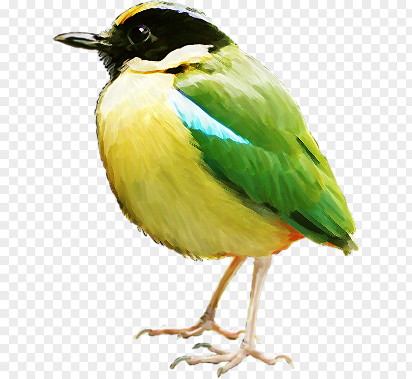 Bird Clip Art PNG