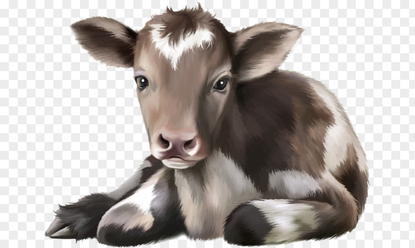Cute Cow Cattle Calf Drawing Infant PNG