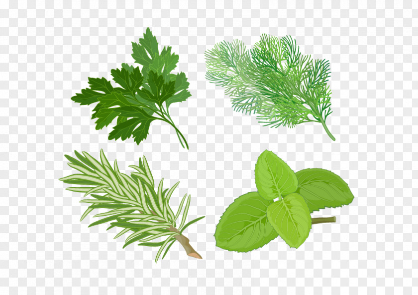 Herbs Herb Basil Spice Medicinal Plants Clip Art PNG