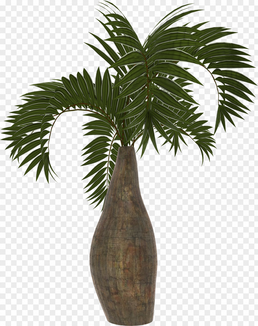 Palm Arecaceae Asian Palmyra Coconut Date Plant PNG