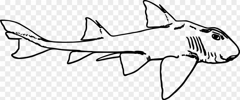 Shark Port Jackson Clip Art PNG
