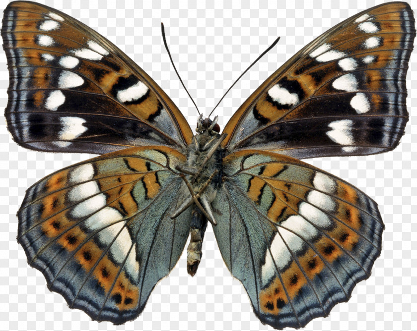 Butterfly Video Photograph Image Borboleta PNG