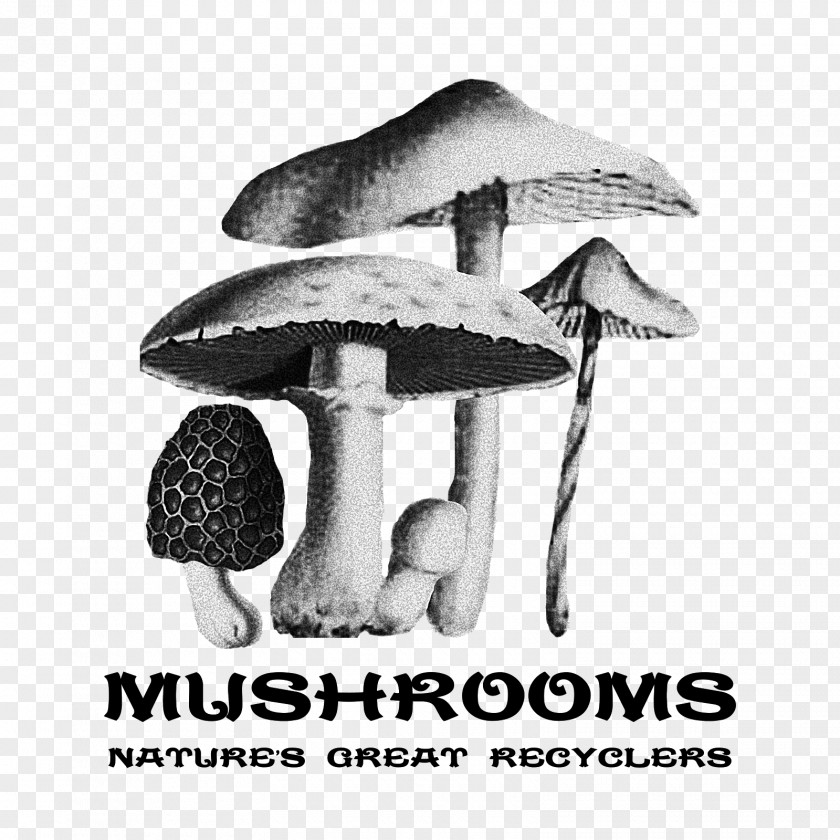 Mushroom Edible Food Ecovative Design Fungus PNG