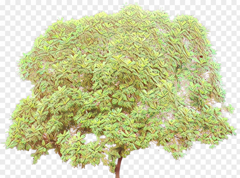 Perennial Plant Moss Tree Background PNG