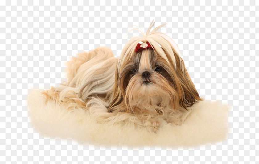 Puppy Shih Tzu Havanese Dog Lhasa Apso Poodle Chinese Imperial PNG